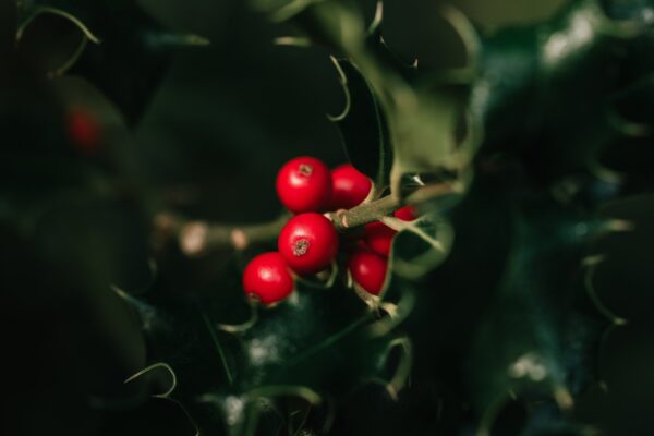 Kalėdiniai sveikinimai